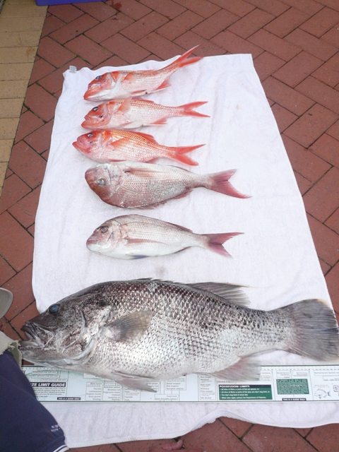 Todays catch Todays catch